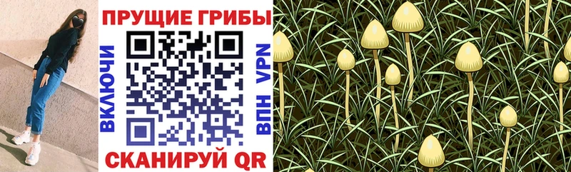 кракен сайт  Кохма  Галлюциногенные грибы прущие грибы  купить наркотик 